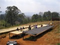 Drying coffee beans Mkumbi